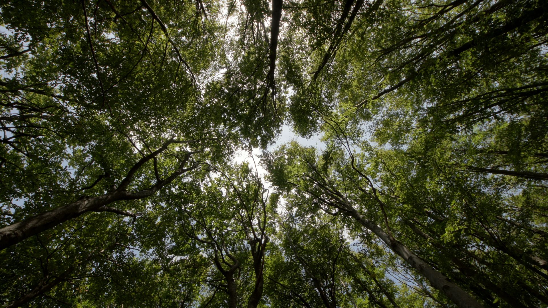 Seeing the Wood from the Trees;  A Framework for Successful Service Transformation