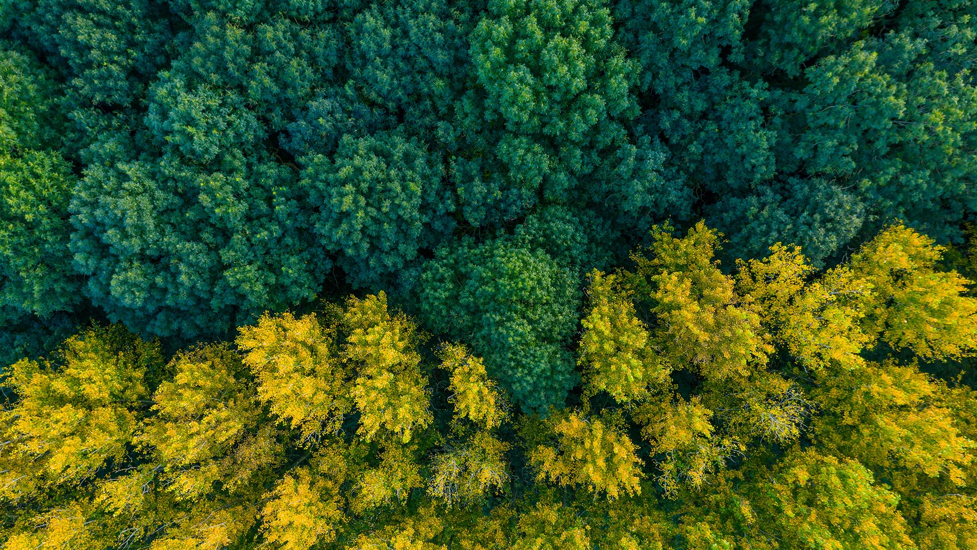 Interview: Standardising Service Across a Dealership Network Ft. Jamie Morais, Nissan (2019)